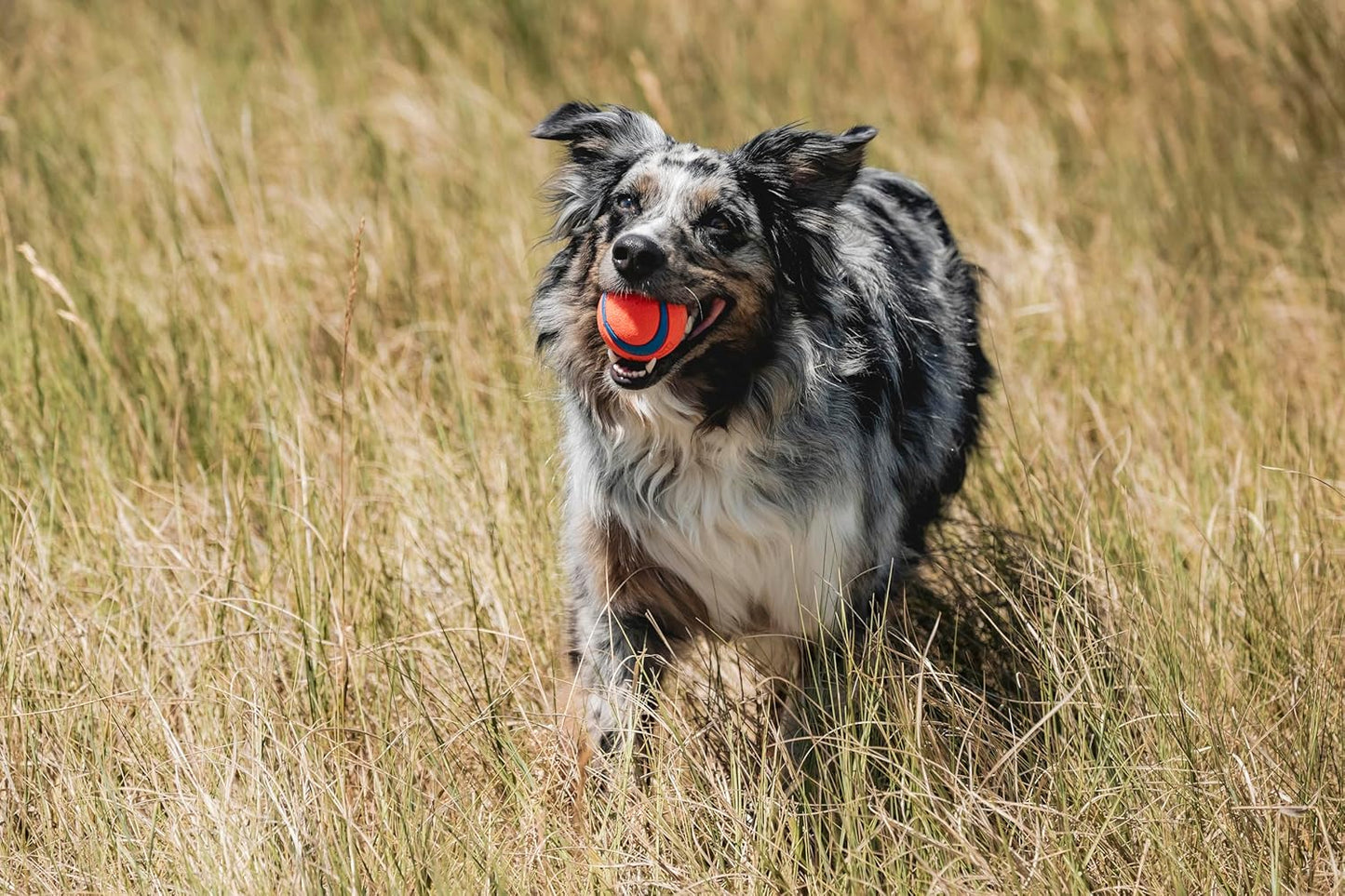 Ultra Bounce Fetch Balls β 2-Pack Medium Floating Dog Toys (2.5") for Active Dogs 20β60 lbs