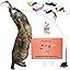 Whiskertons Interactive Bird Cat Toy – Suction Base with 5 Feather Bird Refills & Bells